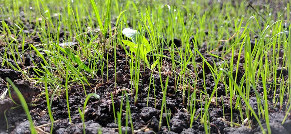 grass seedlings growing in dirt